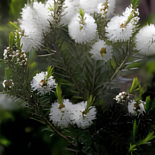 TEA TREE ETHERISCHE OLIE