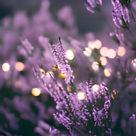 LAVENDEL ETHERISCHE OLIE: DE WERKING, WAAR JE OP MOET LETTEN BIJ AANKOOP EN WAAROM HET JE HELPT OM LEKKER TE SLAPEN
