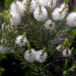 TEA TREE ETHERISCHE OLIE