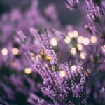 LAVENDEL ETHERISCHE OLIE: DE WERKING, WAAR JE OP MOET LETTEN BIJ AANKOOP EN WAAROM HET JE HELPT OM LEKKER TE SLAPEN