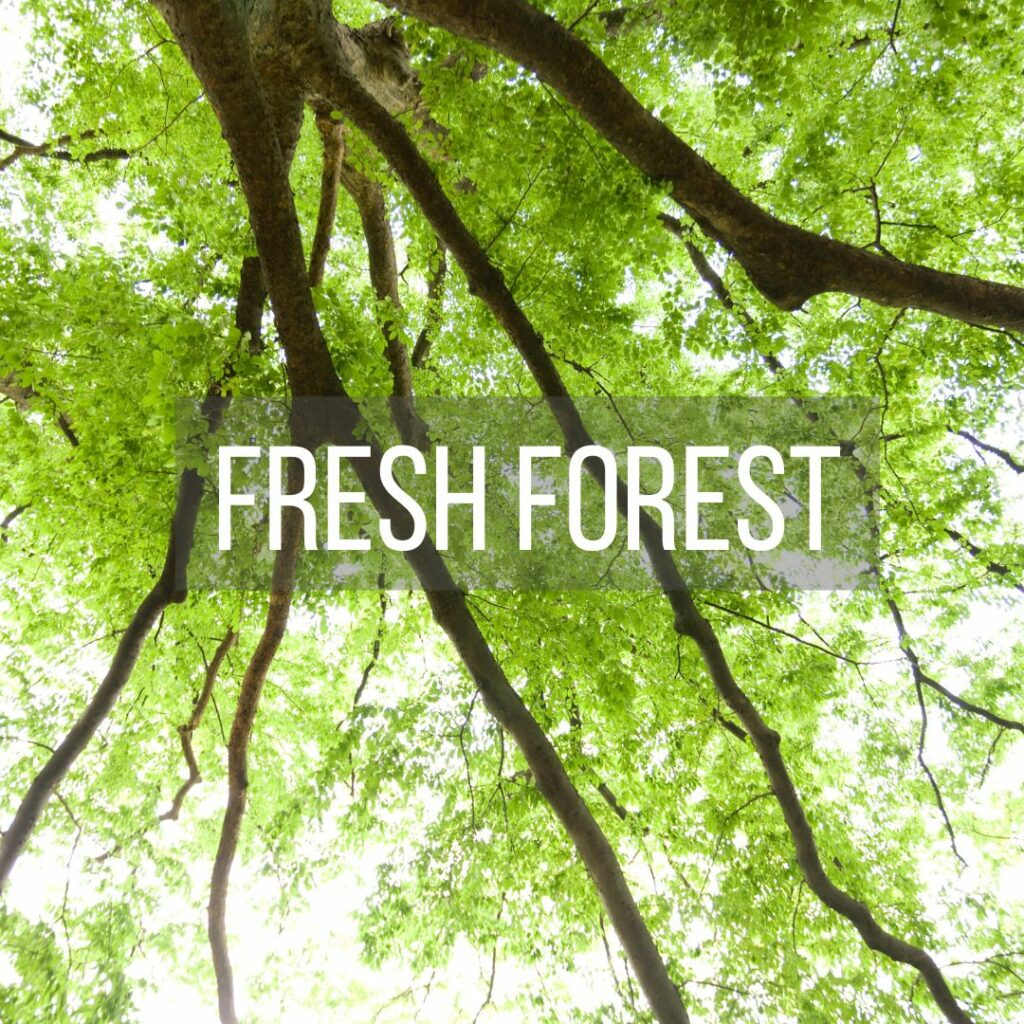 Fresh Forest